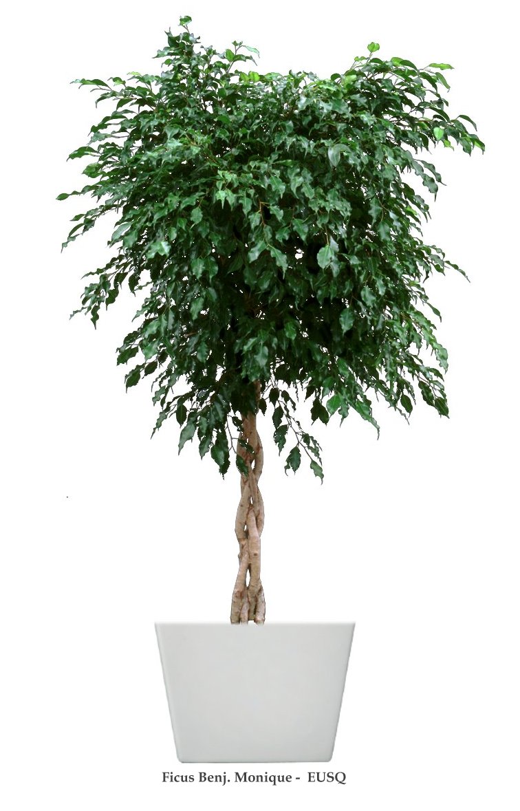 Ficus benjamina Monique-Braid-EUSQ